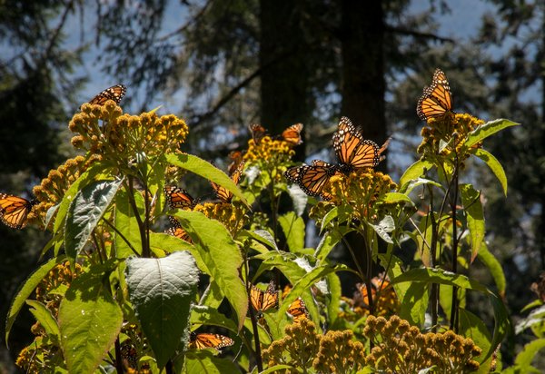 Quelle croisière offre des excursions pour observer les papillons monarques en migration au Mexique?