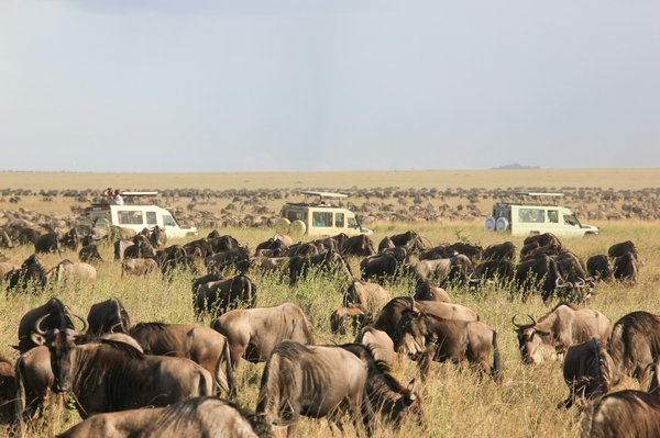 Où observer les migrations de gnous dans le Serengeti en Tanzanie?